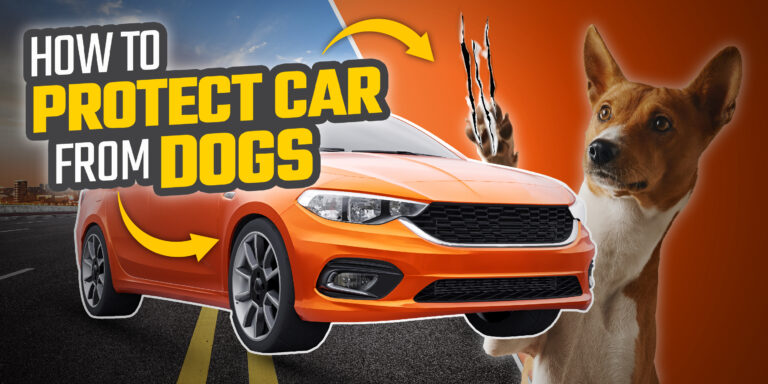 Dog-Proof Your Vehicle- 5 Amazing Ways on How to Protect Car From Dogs